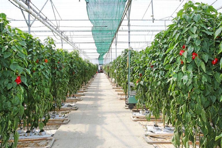 Photo of property in 83 Appleby Road, Drury, 2577