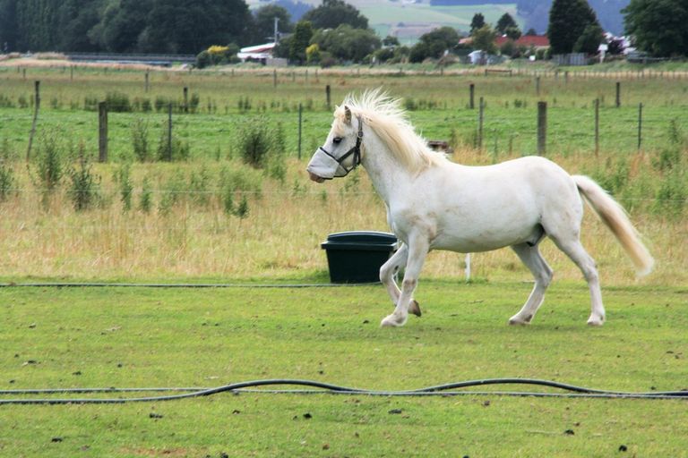 Photo of property in 115 Dukes Road South, Mosgiel, 9092