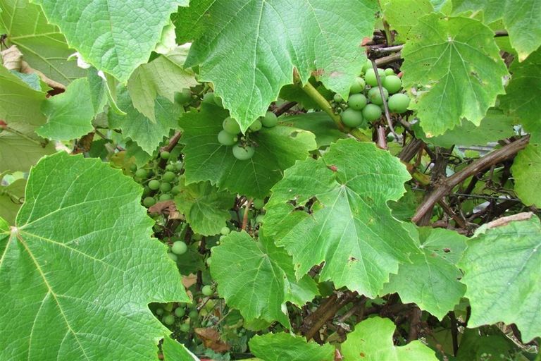 Photo of property in 45 Town Belt South, Blackball, 7804