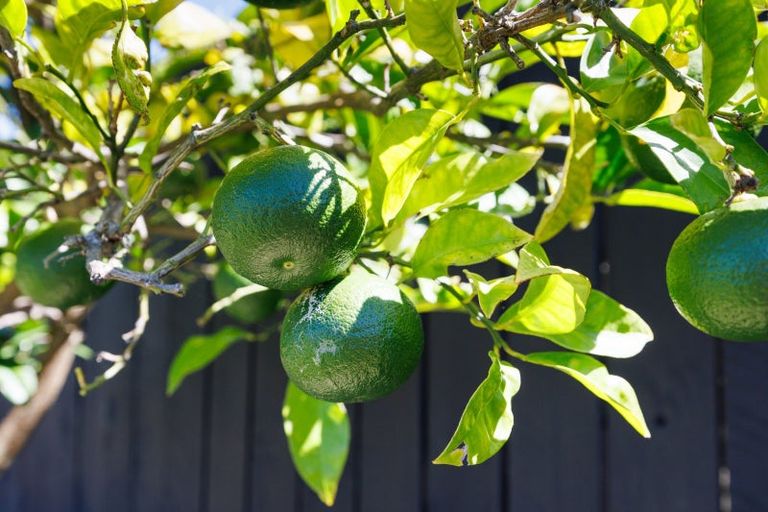 Photo of property in 92 Parnell Heights, Kelvin Grove, Palmerston North, 4414