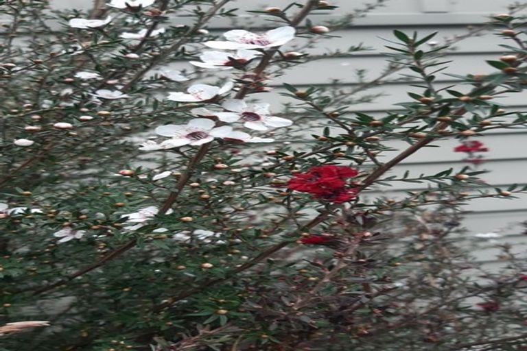 Photo of property in 38 Esk Street, Parkvale, Tauranga, 3112