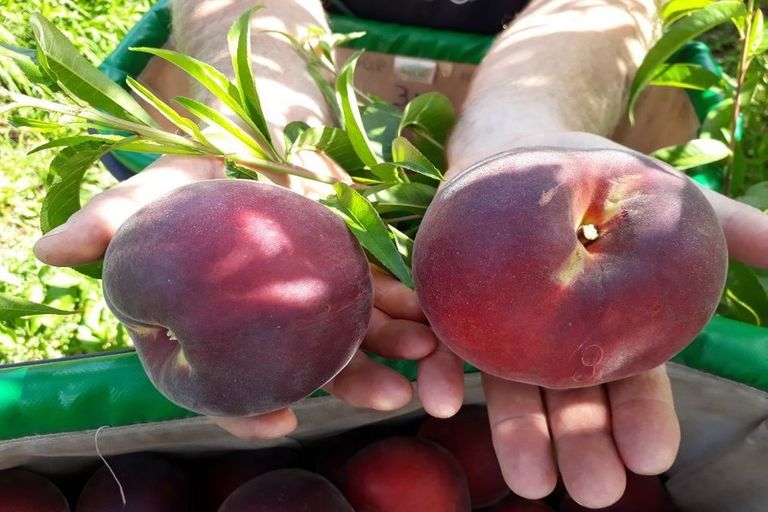 Photo of property in 17 Mccutchan Road, Otakiri, Whakatane, 3193