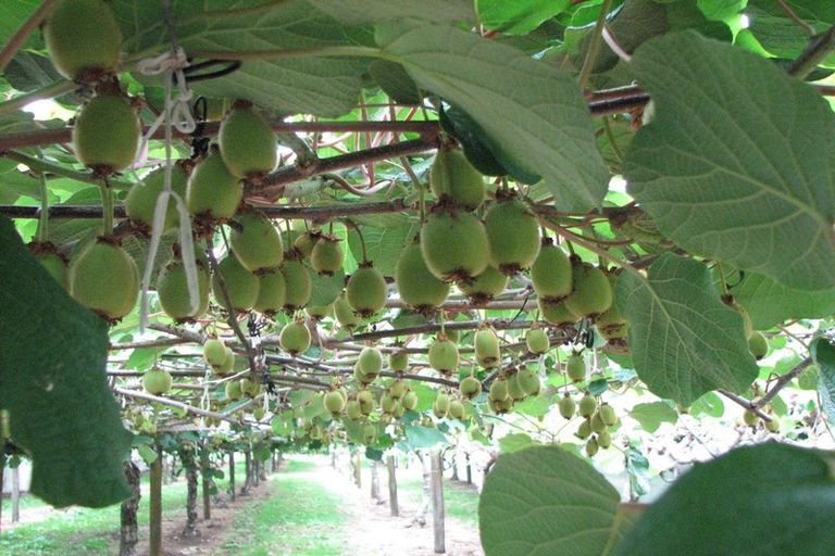 Photo of property in 61 Work Road, Aongatete, Katikati, 3181