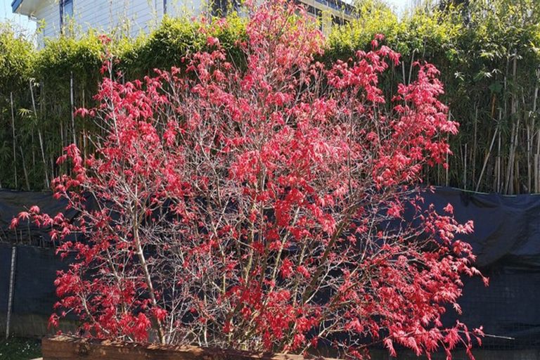 Photo of property in 1/9 Nile Road, Milford, Auckland, 0620