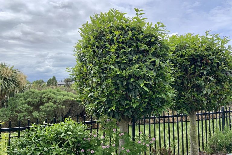 Photo of property in 100 Te Rito Street, Marshland, Christchurch, 8083