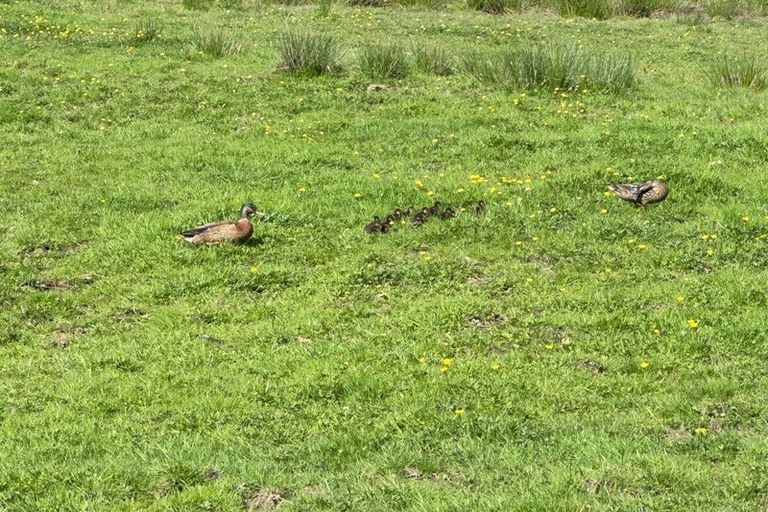 Photo of property in 32 Clark Road, Ngaruawahia, 3793