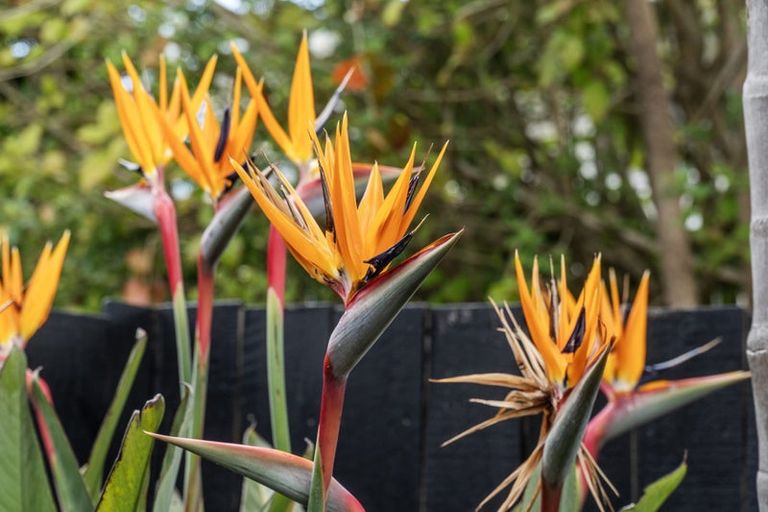 Photo of property in 2/15 Walter Street, Hauraki, Auckland, 0622