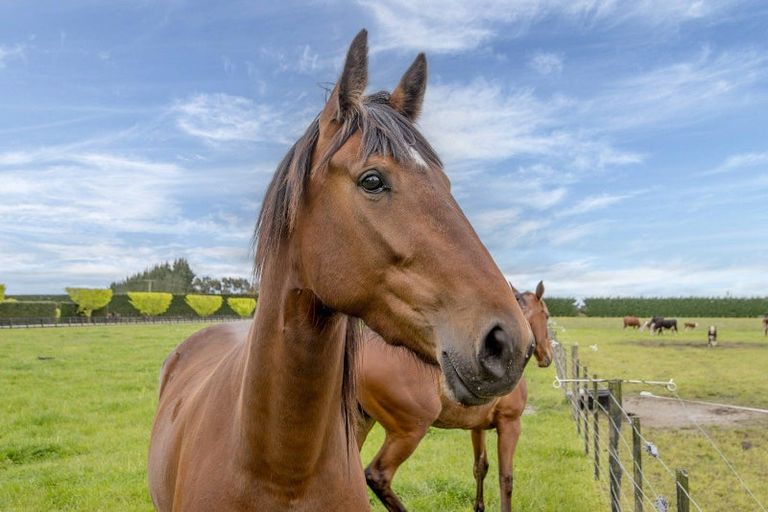 Photo of property in 763 Drain Road, Leeston, 7682