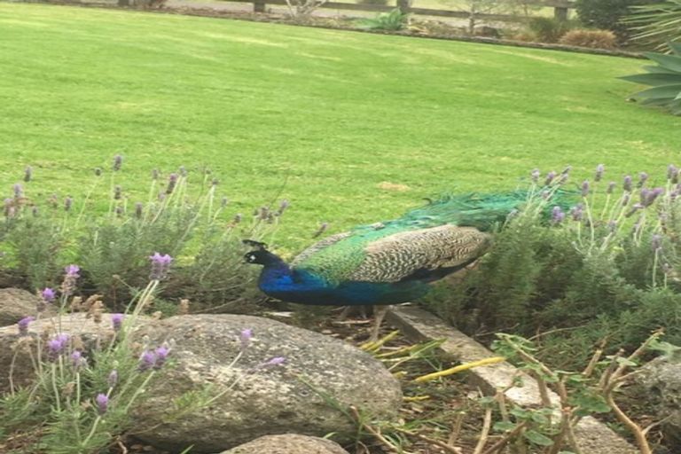 Photo of property in 6 Top Road, Dairy Flat, Albany, 0792