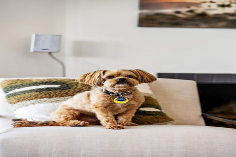 Photo of property in 11 Bank Street, Hillcrest, Auckland, 0627