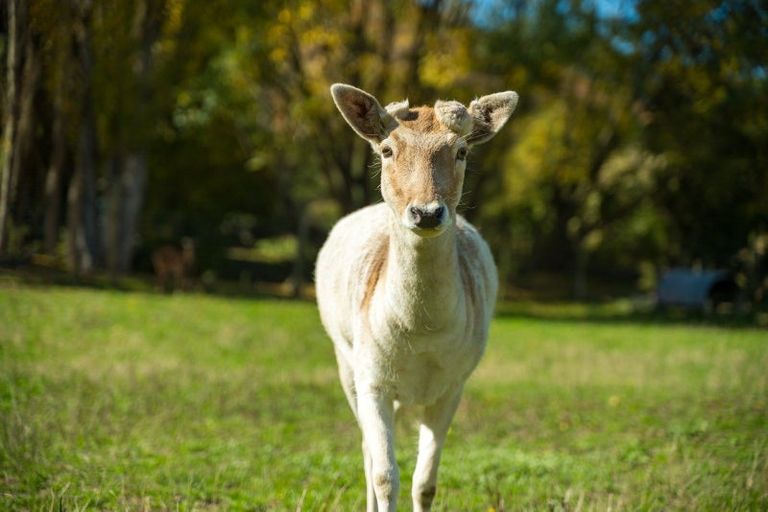 Photo of property in 63 Gibsons Road, Kaituna, Blenheim, 7273
