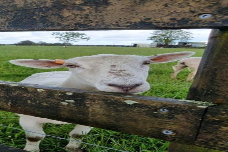 Photo of property in 125 Waiare Road, Okaihau, 0475