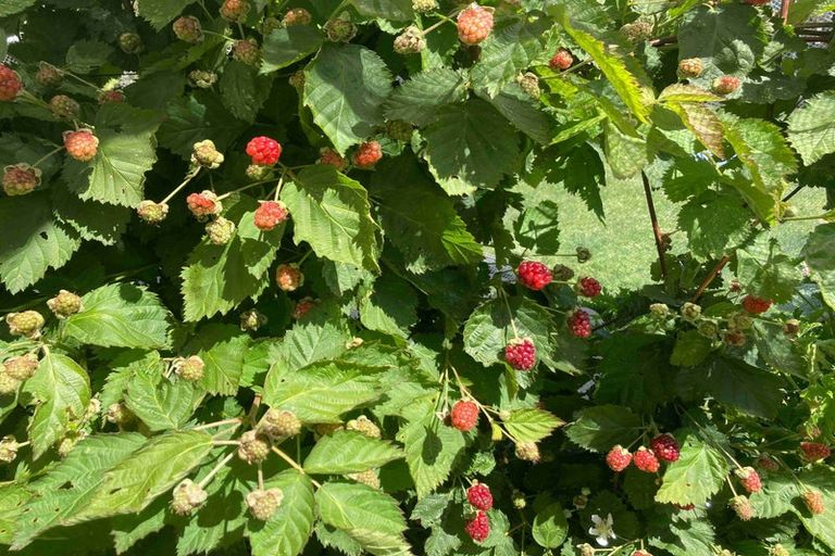 Photo of property in 127 Paramount Parade, Tikipunga, Whangarei, 0112