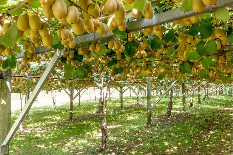 Photo of property in 93 Te Puna Quarry Road, Minden, Tauranga, 3179