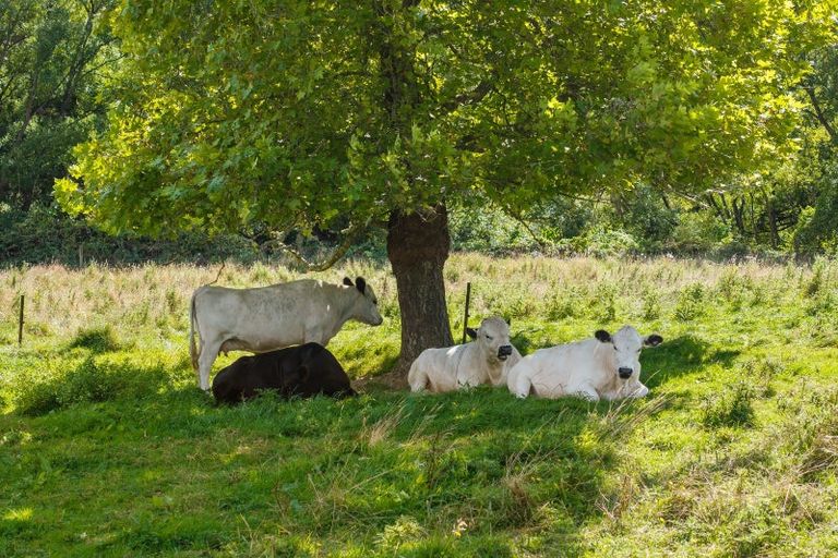 Photo of property in 546 Onamalutu Road, Onamalutu, Blenheim, 7275