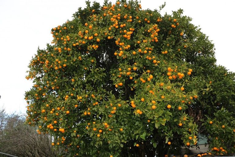 Photo of property in 22a Park Street, Foxton, 4814