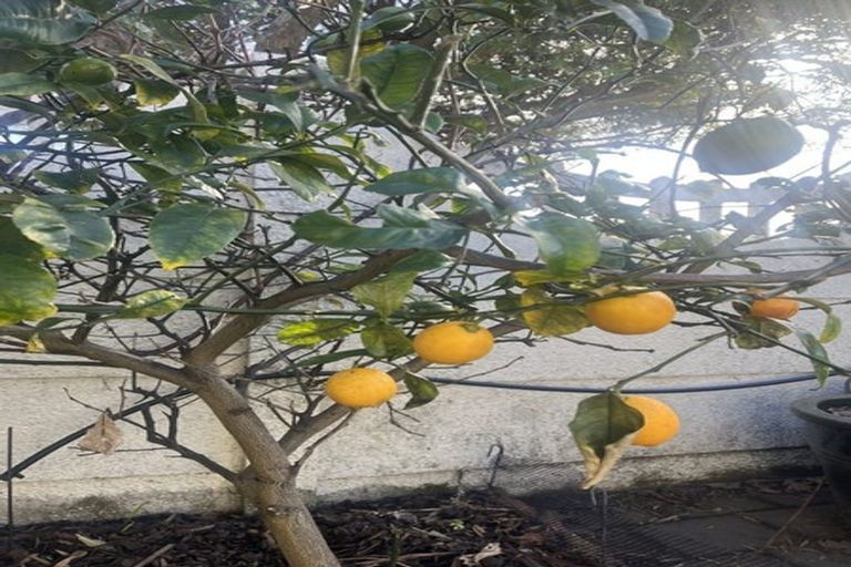 Photo of property in 25 Discovery Drive, Whitby, Porirua, 5024