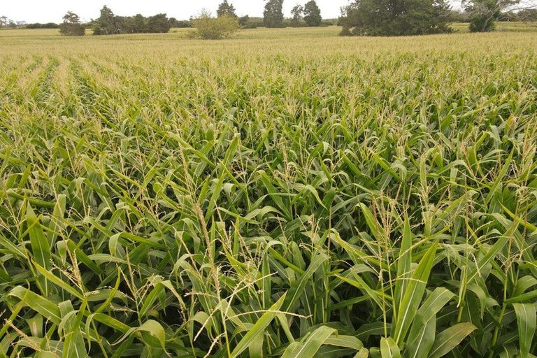 Photo of property in 1565 Tauwhare Road, Eureka, Hamilton, 3287