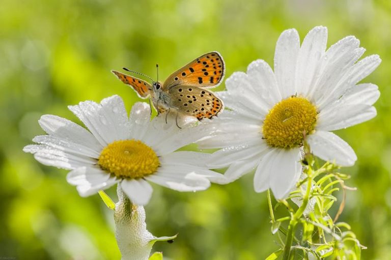 Photo of property in 14 Thomason Crescent, Pokeno, 2402