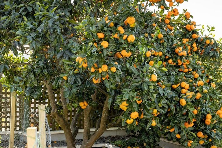 Photo of property in 30 Vivian Drive, Omokoroa, 3114