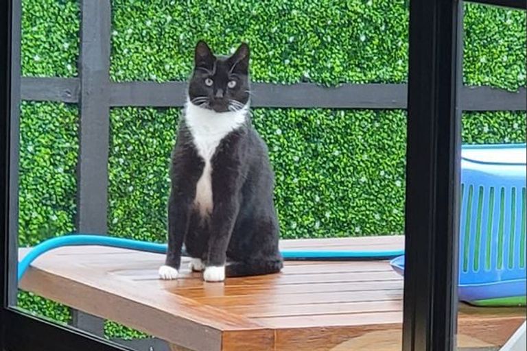 Photo of property in 1/14 Beresford Street, Bayswater, Auckland, 0622