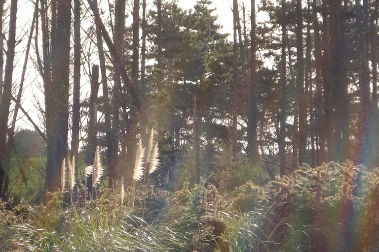 Photo of property in 336 Matai Bay Road, Karikari Peninsula, Kaitaia, 0483