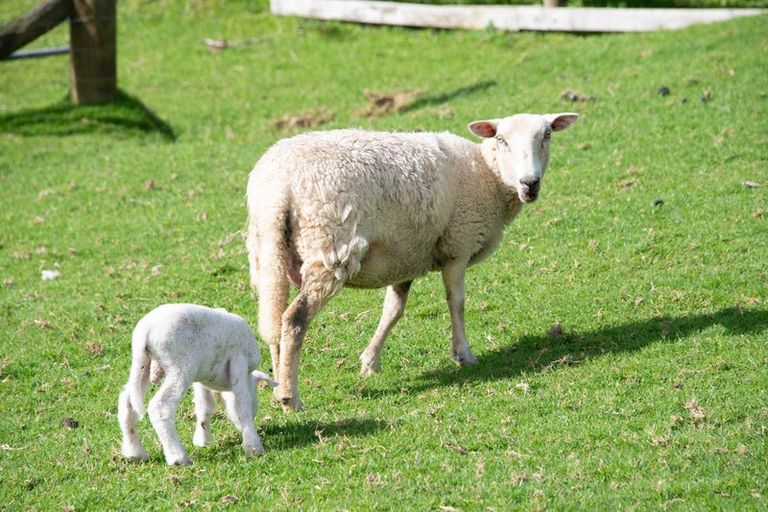 Photo of property in 648 West Coast Road, Makarau, Warkworth, 0981