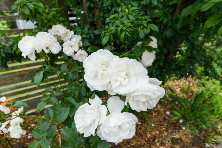 Photo of property in 23 Mountfort Grove, Feilding, 4702