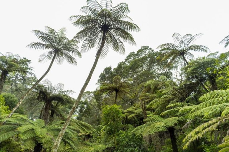 Photo of property in 11 Florence Lane, Minden, Tauranga, 3176