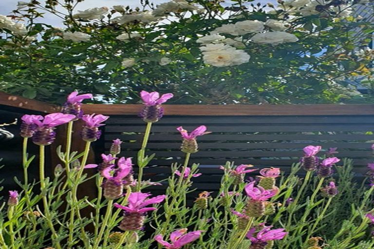 Photo of property in 31 Puriri Terrace, Roslyn, Palmerston North, 4414