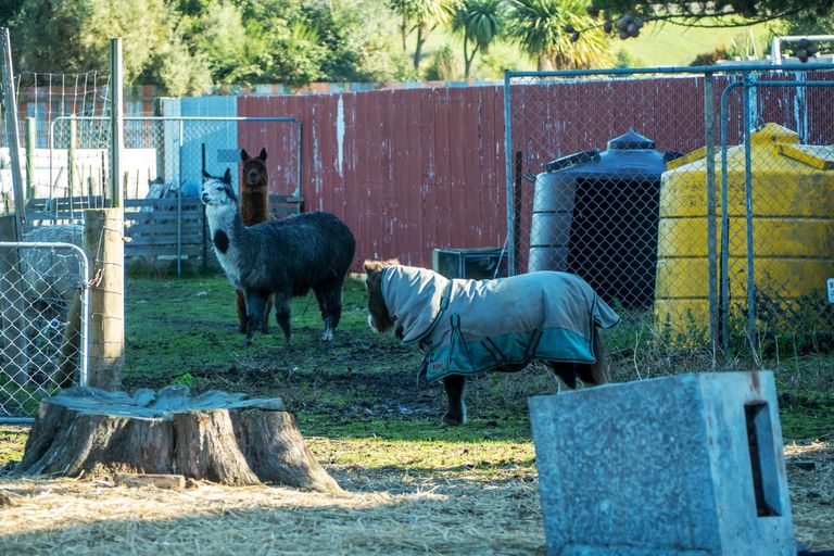 Photo of property in 17 Shaw Street, Redruth, Timaru, 7910