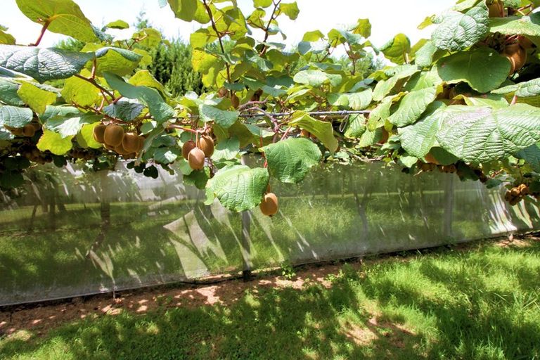 Photo of property in 92 Rangiuru Road, Rangiuru, Te Puke, 3188