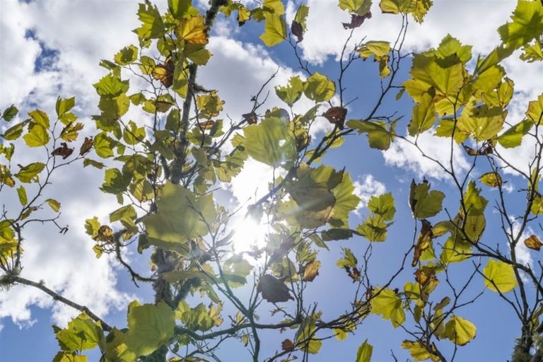 Photo of property in 5g The Prom, Coatesville, 0793