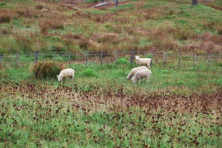 Photo of property in Centennial Park Road, Wellsford, 0900