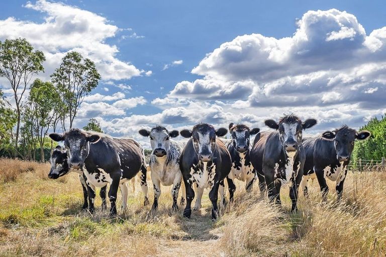 Photo of property in 538 Hoskyns Road, West Melton, Christchurch, 7675