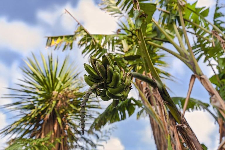 Photo of property in 98 Leinster Avenue, Raumati South, Paraparaumu, 5032