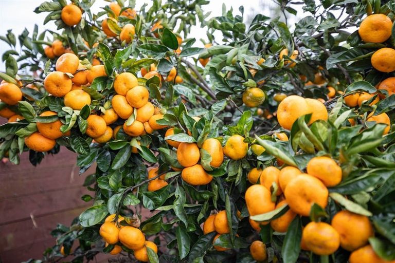 Photo of property in 38 Townhead Crescent, Bethlehem, Tauranga, 3110