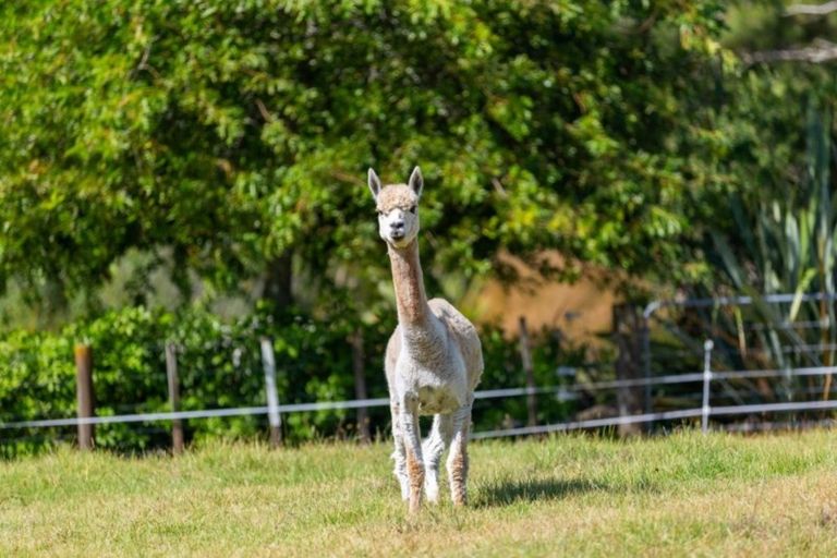 Photo of property in 69 Oak Lane, Coatesville, Albany, 0793