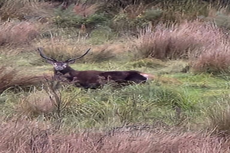 Photo of property in 1161 Marsden Road, Marsden, Greymouth, 7872