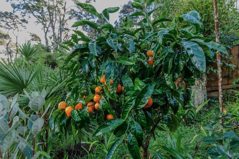 Photo of property in 299 Titirangi Road, Titirangi, Auckland, 0604