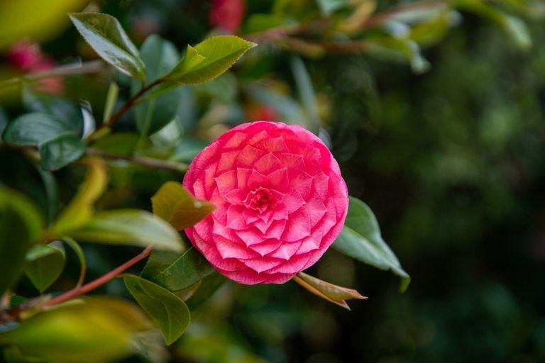 Photo of property in 6 Pukatea Close, Raumati Beach, Paraparaumu, 5032