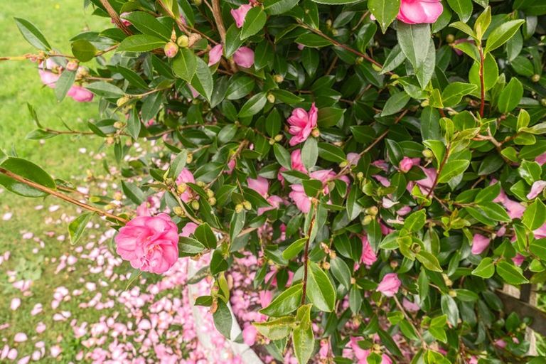 Photo of property in 55 Matarikoriko Road, Brixton, Waitara, 4382