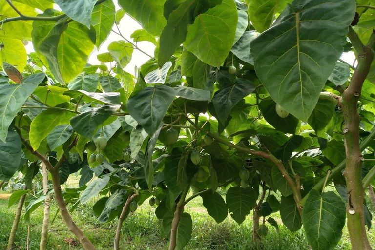 Photo of property in 225 Te Akau Road, Waingaro, Ngaruawahia, 3793