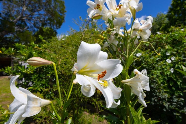 Photo of property in 956 Finnis Road, Pohangina, Ashhurst, 4884