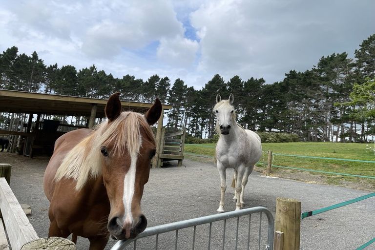 Photo of property in 82 Brownhill Road, Whitford, Manurewa, 2576