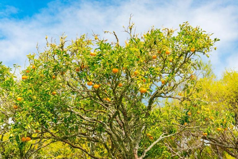 Photo of property in 325 Sandspit Road, Warkworth, 0982