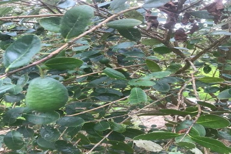 Photo of property in 642 Matapouri Road, Matapouri, Whangarei, 0173