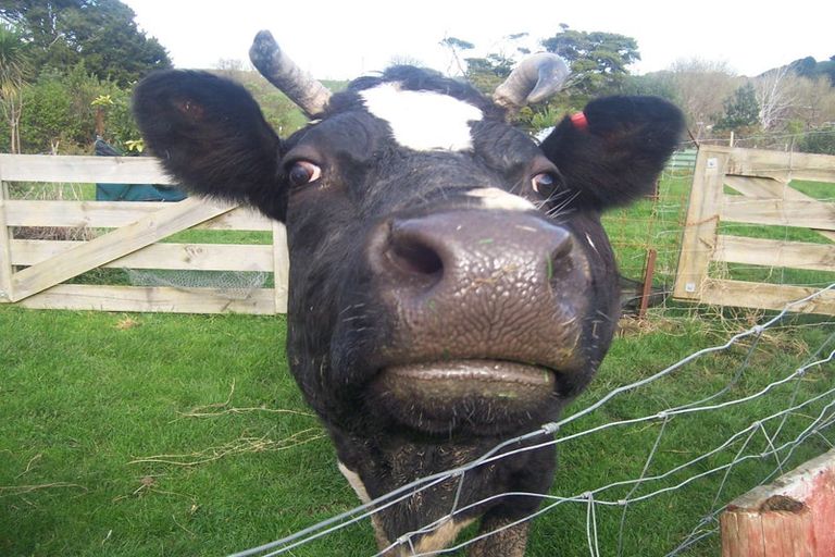 Photo of property in 883 Te Akau Road, Te Akau, Ngaruawahia, 3793