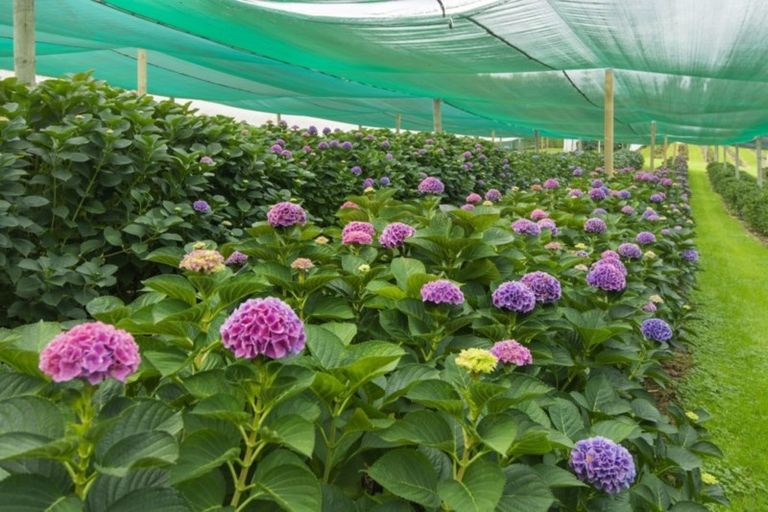 Photo of property in 261 Pahoia Road, Whakamarama, Tauranga, 3172