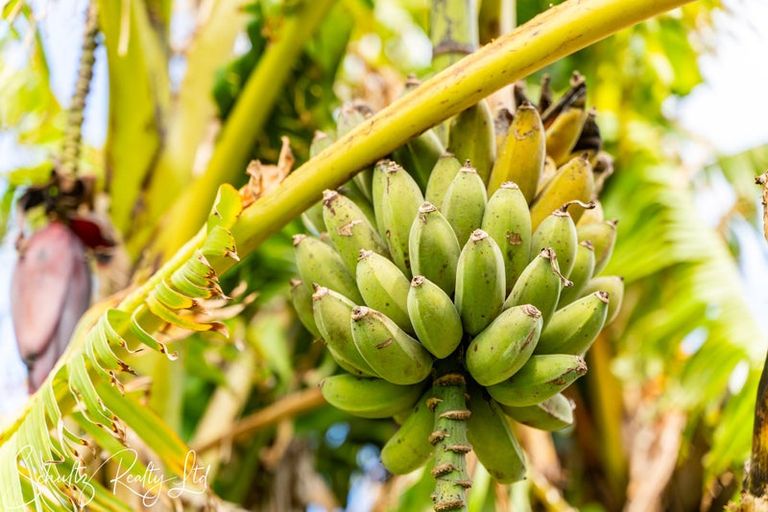 Photo of property in 70 Jellicoe Road, Ruawai, 0530